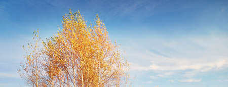 Golden birch tree under the clear blue sky with cirrus clouds and plane tracks. Autumn forest....