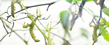 Stick insect Extatosoma tiaratum in zoo laboratory, close-up. Insect conservation of New Guinea and...