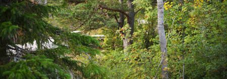 Evergreen forest near the rocky seashore of the Hanko Peninsula, Gulf of Finland. Green trees,...