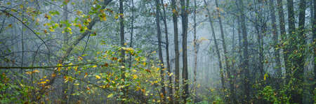 Panoramic view of a dark swampy forest on a rainy autumn day. Colorful leaves. Tree trunks in a fog....