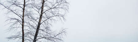 Birch tree in a thick white fog. Dark mystical forest scene. Atmospheric landscape. Panoramic...
