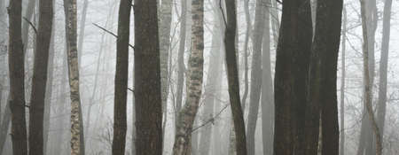 Dark mysterious evergreen forest in a thick fog. Pine, birch trees, tree trunks close-up....