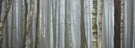 Dark mysterious evergreen forest in a thick fog. Pine, birch trees, tree trunks close-up....