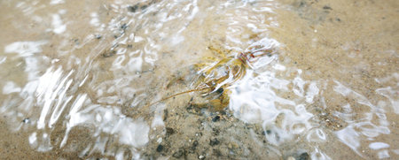 American spiny-cheek high crayfish (Orconectes Limosus) invasive to Europe in forest river, Germany. Nature, wildlife, zoology, biology, carcinology, science, ecosystems, environmental conservationの写真素材