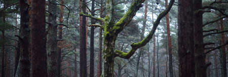 An ancient tall mighty pine trees in the evergreen forest during fall season. Morning fog. Close-up...
