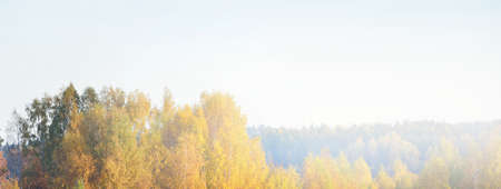 Golden autumn forest in a fog at sunrise. Tree silhouettes in the background. Pure soft morning sunlight. Cloudscape. Idyllic rural scene. Concept art, fairy tale. Panoramic view. Nature, seasonsの写真素材