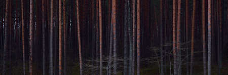 Dark majestic twilight evergreen pine forest. Mysterious red and blue light. Nature, ecology,...