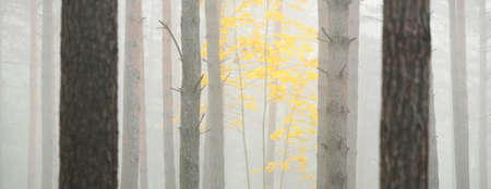 Atmospheric landscape of the evergreen forest in a fog at sunrise. Ancient pine trees, young golden...