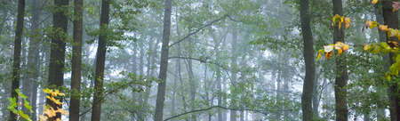 Dark atmospheric landscape of the evergreen forest in a fog at sunrise. Ancient pine trees, green...