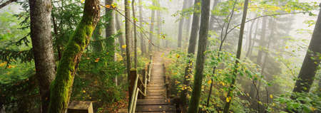 Atmospheric landscape of the evergreen forest in a fog. Mighty trees. Ecology, autumn, ecotourism,...