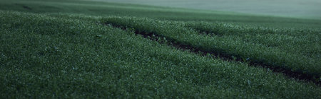 Green plowed agricultural field, tractor tracks, close-up. Picturesque panoramic landscape. Rural...