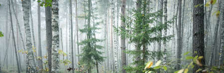 Majestic evergreen forest in a fog, panoramic view. Mighty trees. Atmospheric landscape. Nature,...