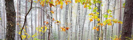 Atmospheric landscape of the evergreen forest in a fog. Mighty trees. Ecology, autumn, ecotourism,...