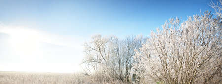 Mighty evergreen and deciduous trees after a blizzard. Snowflakes, pure morning sunlight. Clear blue...