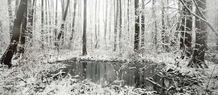 View of the frozen swamp and forest after a blizzard. First snow. Trees in a hoarfrost. Winter...