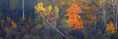 Golden forest hills in a morning fog. Panoramic aerial view. Dreamlike autumn landscape. Gauja...