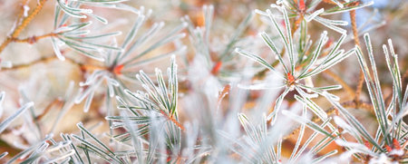 Hoar frost on the young green fir tree branch, needles close-up. Coniferous forest at sunset. Pure evening golden light. Lapland, Finlandの写真素材