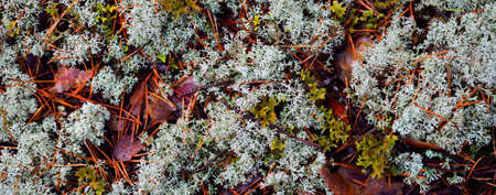 Colorful forest floor of lichen, moss, grass and other different plants, textures close-up, natural...