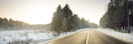 A clean empty asphalt country road through the coniferous forest at sunset. Pine and spruce trees...