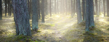 A pathway through the coniferous forest, old pine trees close-up, moss on the ground. Sun rays...