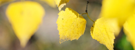Yellow (golden) leaves of the deciduous tree in the forest, close-up. Macro photography, bokeh, selective focus, blur effect. Early autumn in Europe. Seasons, climate change, ecologyの写真素材