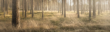 Evergreen forest at sunset. The wall of mighty pine trees close-up. Pure golden evening sunlight,...