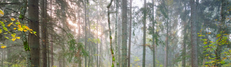 Majestic forest in a fog. Mighty trees, colorful leaves, moss, fern, plants. Atmospheric panoramic...