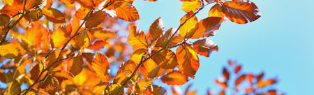 Golden young beech tree against clear blue sky on a sunny day. Close-up of colorful red, orange,...