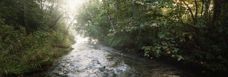 Wild river in the dark forest at sunrise. Pure morning sunlight, sunbeams, fog, haze. Old trees,...