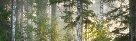 Majestic forest in a fog. Mighty trees, colorful leaves, moss, fern, plants. Atmospheric panoramic...