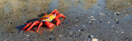 Colorful red toy crab on a sandy beach, close-up. Baltic sea, Latvia. Childhood, educational toys,...