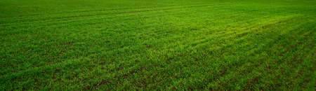 Green plowed agricultural field after a spring flood. Natural texture. Panoramic image, graphic...