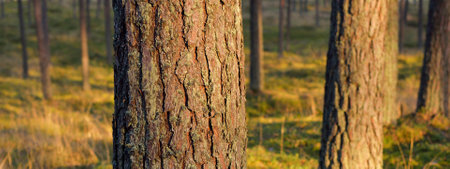 Evergreen forest at sunset. The wall of mighty pine trees close-up. Pure golden evening sunlight,...