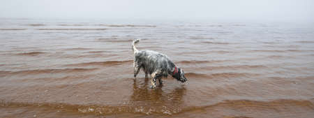 Cute black and white dog (English Setter) licking water standing on a sandy shore of the Baltic sea....