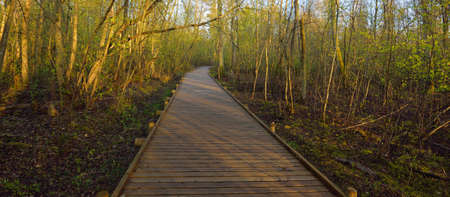 Modern wooden walking path through the wetland at sunset, close-up. Fresh green leaves. Sun rays...
