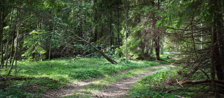 A single lane rural road through the green mixed coniferous forest near the Baltic sea shore. Pine...