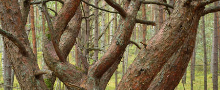 An ancient tall mighty pine trees in the evergreen forest during fall season. Morning fog. Close-up...