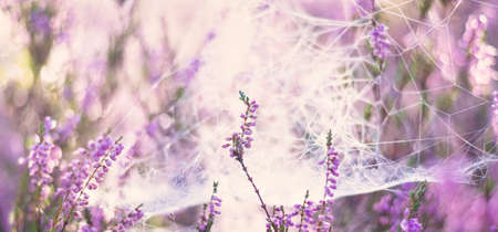 Blooming purple and pink heather flowers Calluna vulgaris, spider web. Panoramic image. Pure nature, botany, gardening, environment, ecologyの写真素材