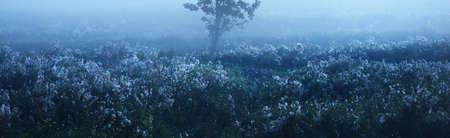 Lonely maple tree and a blooming field in a clouds of morning fog at sunrise, Latvia. Dark...