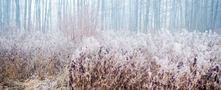 First snow in the forest, Finland. Dark tree and bush silhouettes in a white mist. Mysterious...