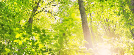Panoramic view of the green summer beech forest. Sunlight through the mighty trees. Environmental...