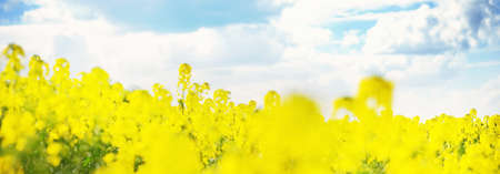 Spring rural landscape. View of the blooming rapeseed field and forest in the background on a clear...
