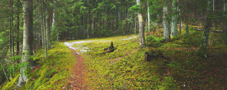 Pathway through mysterious evergreen forest. Pine, spruce, fir trees, logs close-up. Golden autumn...