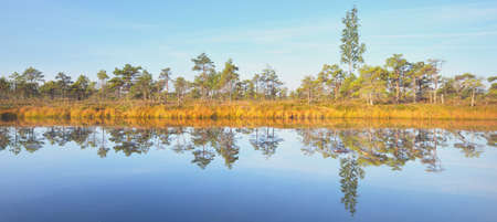 Crystal clear lake (bog) at sunrise. Pine trees, plants, heather flowers. Clear blue sky, symmetry...