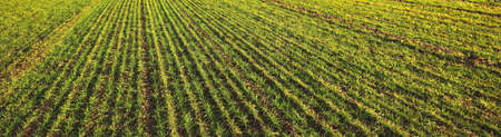 Panoramic view of the green plowed agricultural field. Tractor tracks close-up. Poland. Early...