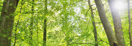 Panoramic view of the green summer beech forest. Sunlight through the mighty trees. Environmental...