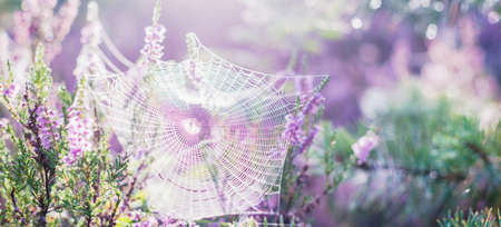 Blooming purple and pink heather flowers Calluna vulgaris, spider web. Panoramic image. Pure nature, botany, gardening, environment, ecologyの写真素材