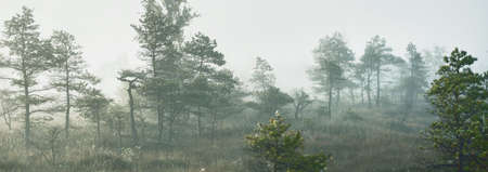 Evergreen forest (bog) in a thick mysterious fog at sunrise. Latvia. Soft sunlight. Idyllic autumn...