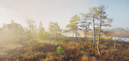 Evergreen forest (bog) in a thick mysterious fog at sunrise. Latvia. Soft sunlight. Idyllic autumn landscape. Fairy, dreamy scene. Pure nature, ecotourism themeの写真素材