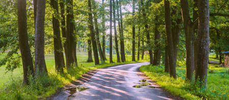 Rural road (alley) through the deciduous trees, natural tunnel. Old tree trunks and green leaves...